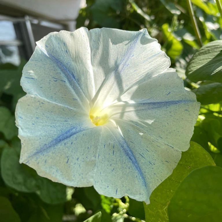 フライングソーサー 西洋朝顔 絞り咲き 水色 白 アサガオの種 ヘブンリーブルー アサガオ 売買されたオークション情報 Yahooの商品情報をアーカイブ公開 オークファン Aucfan Com