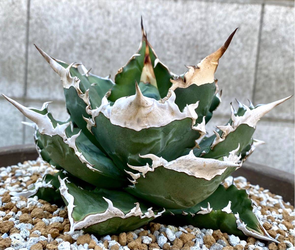 アガベ 多肉植物 チタノタ ホワイトファイヤー 白火焔 厳選極上 