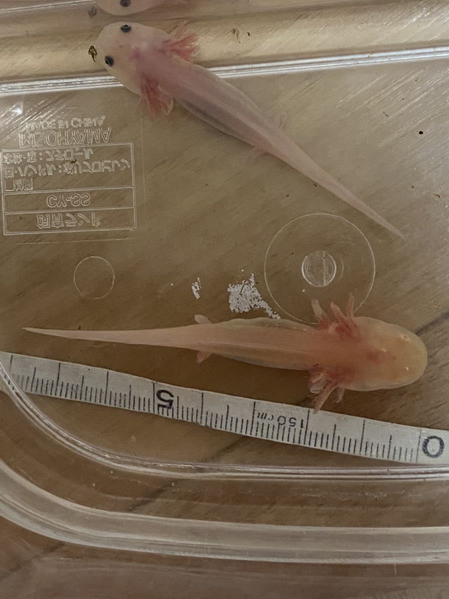 ウーパールーパー 幼生2匹セット 約7 種類選べる リューシ ゴールデン アルビノ マーブル イモリ サラマンダー 売買されたオークション情報 Yahooの商品情報をアーカイブ公開 オークファン Aucfan Com