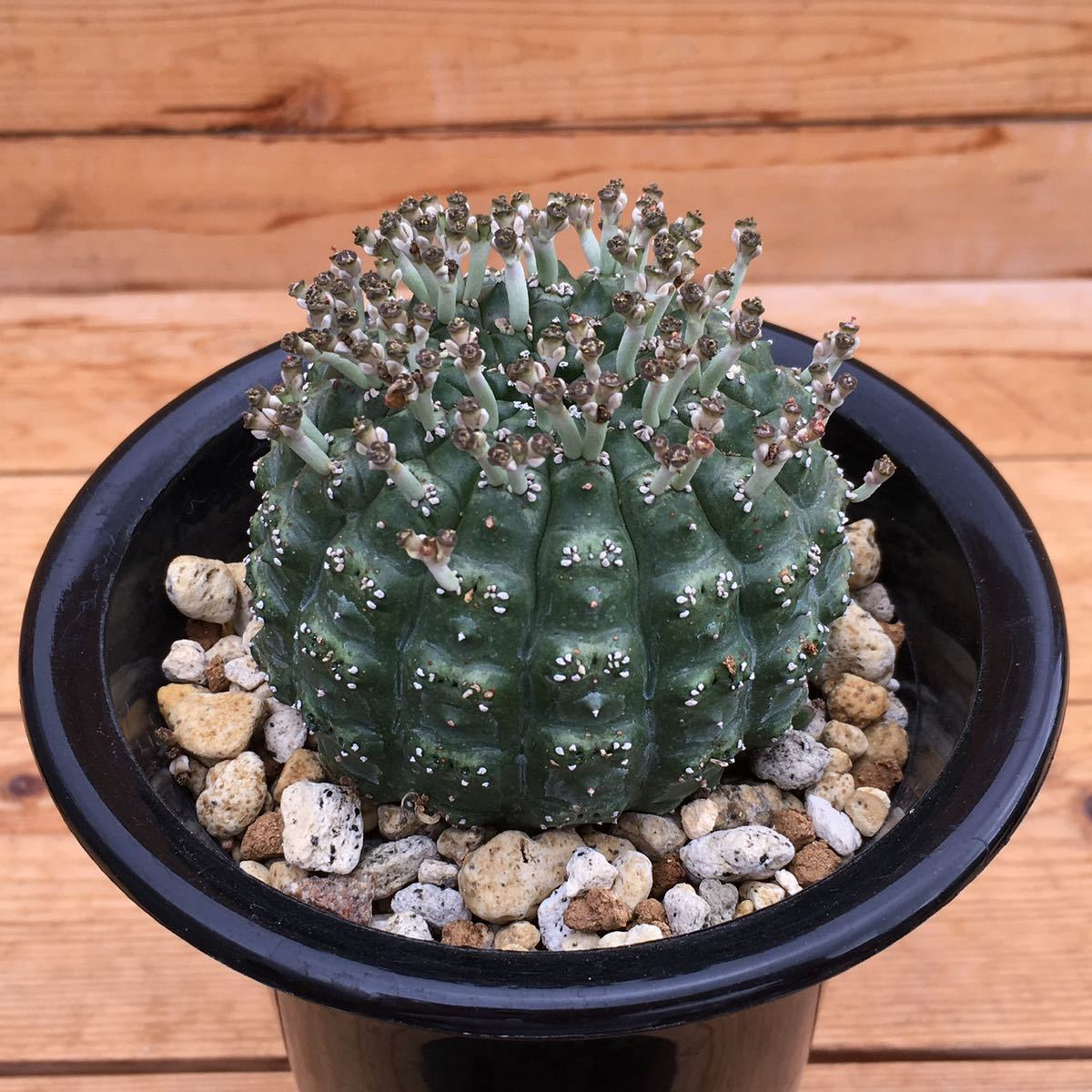σ ユーフォルビア ギムノカリキオイデス 抜き苗 Euphorbia