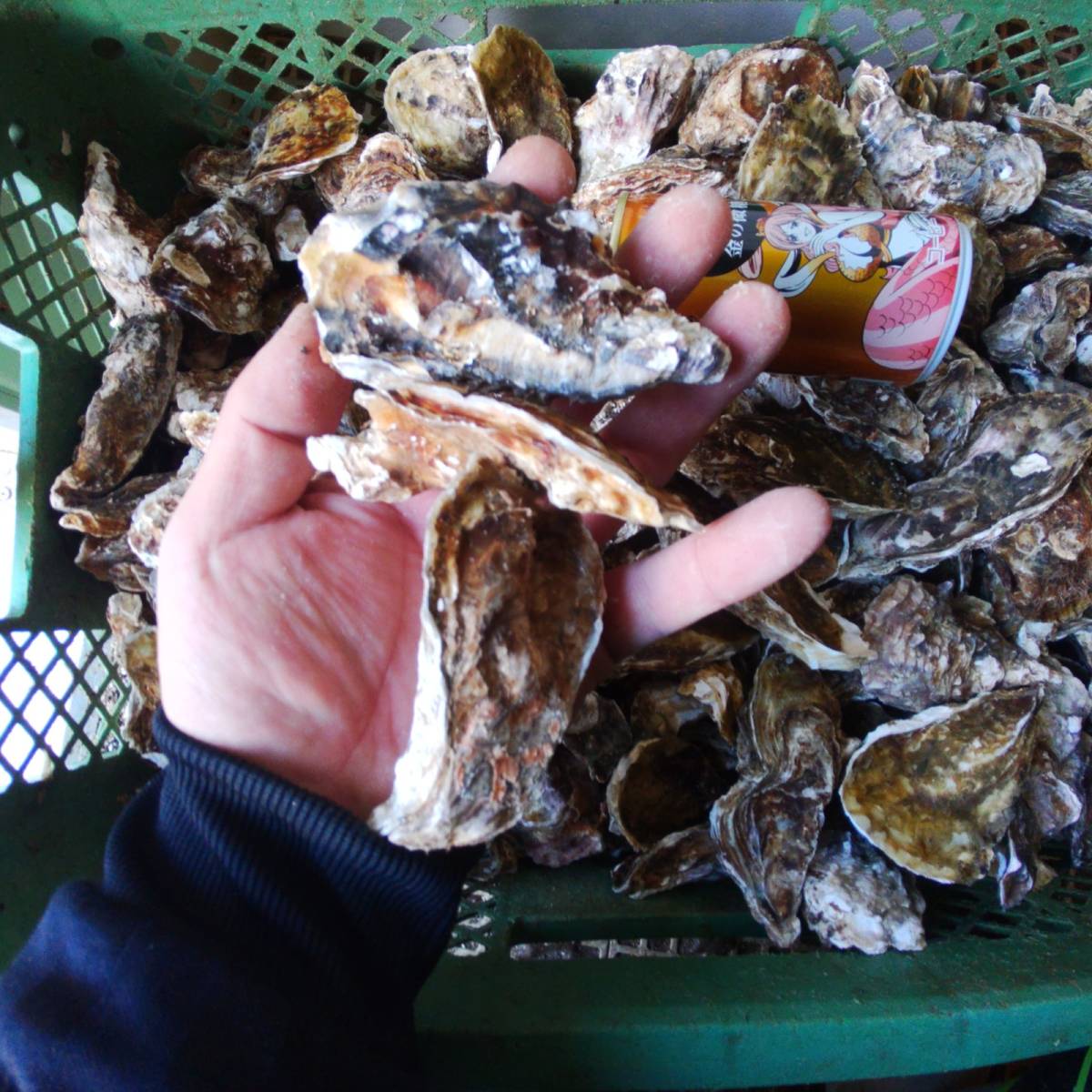 撒き餌に釣り餌に 小さい牡蠣 冷凍発送13ｋｇ これ以降検索用 イガイ カラス貝 ムール貝 釣りエサ クロダイ 黒鯛 チヌ 石鯛 コブダイ 冷凍餌 売買されたオークション情報 Yahooの商品情報をアーカイブ公開 オークファン Aucfan Com