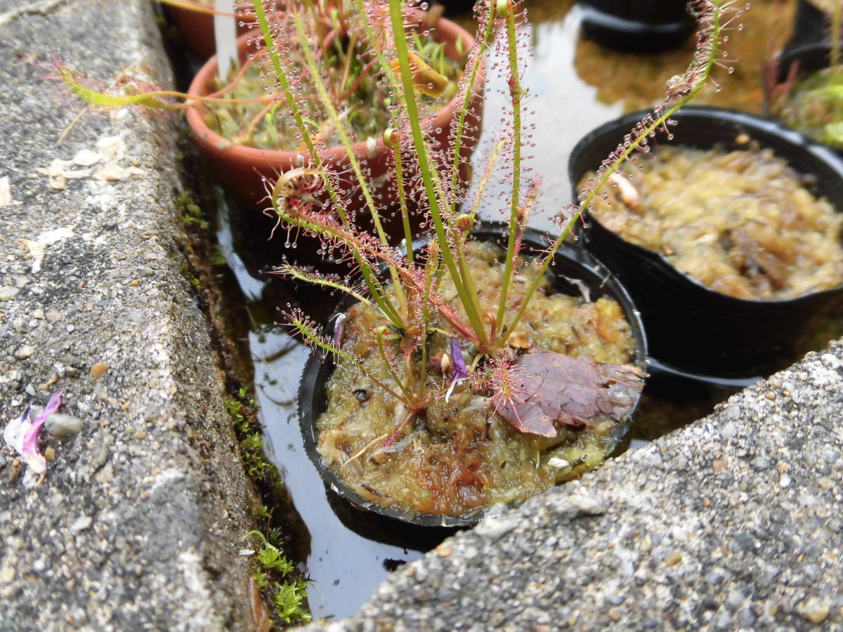 食虫植物 ドロセラ イトバモウセンゴケの交配種 観葉植物 売買されたオークション情報 Yahooの商品情報をアーカイブ公開 オークファン Aucfan Com
