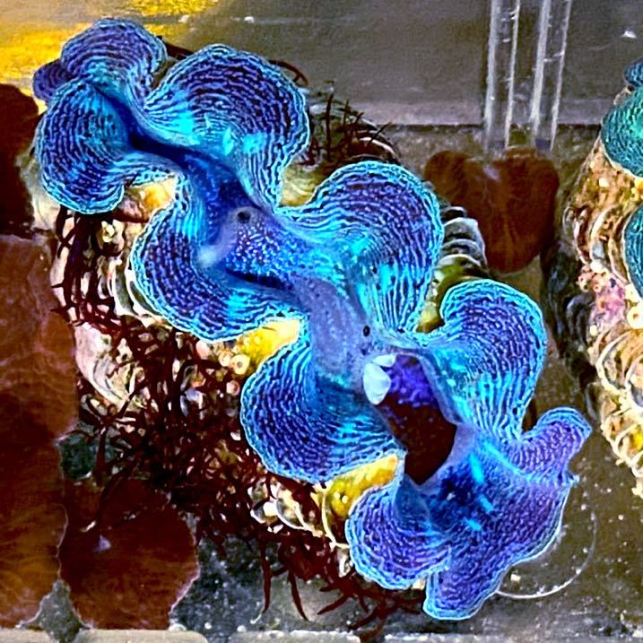 最終 完全一点物 極美メタリックカラー 絶レア ヒメジャコガイ ヒメシャコガイ シャコガイ 国産養殖個体 海水魚 売買されたオークション情報 Yahooの商品情報をアーカイブ公開 オークファン Aucfan Com