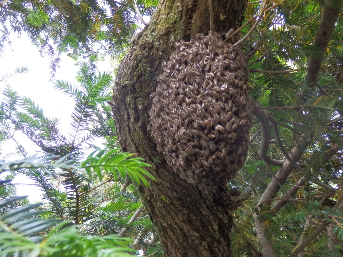 貴方の巣箱に 越後撫子 日本ミツバチ 日本蜜蜂 ニホンミツバチ 日本みつばち 採巣後即発送 群 分蜂 代引発送 又は 直接手渡し 虫類 売買されたオークション情報 Yahooの商品情報をアーカイブ公開 オークファン Aucfan Com