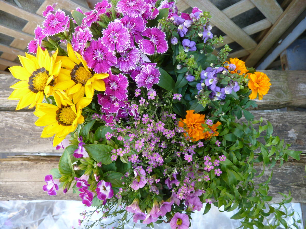 花束みたいな寄せ植え 撫子 カスミソウ イベリス ロベリア カリブラコア ガザニア 同梱可能 花 売買されたオークション情報 Yahooの商品情報をアーカイブ公開 オークファン Aucfan Com