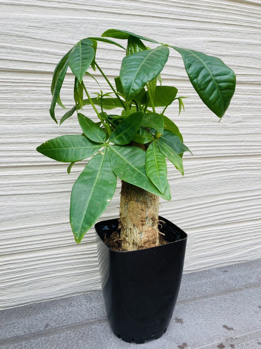 パキラ レアなハート型 開運 観葉植物 パキラ 売買されたオークション情報 Yahooの商品情報をアーカイブ公開 オークファン Aucfan Com パキラ レアなハート型 開運 観葉植物 パキラ 売買されたオークション情報 Yahooの商品情報をアーカイブ公開 オークファン Aucfan Com