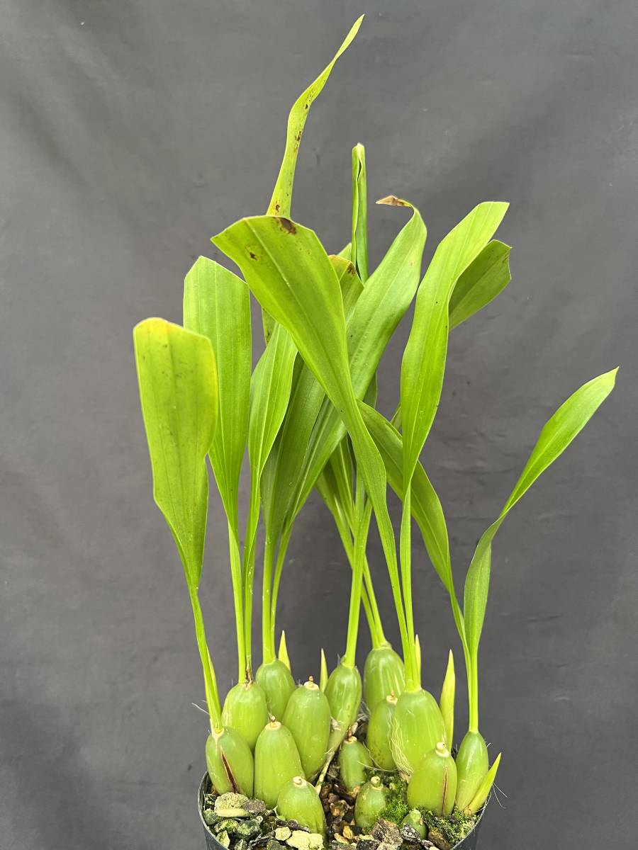 洋蘭 原種 セロジネ属 Coelogyne Nitida 旧オクラセア ネパール産可憐花 香水の香り 花芽多数付き 第四種郵便 送料498円 ラン 売買されたオークション情報 Yahooの商品情報をアーカイブ公開 オークファン Aucfan Com 洋蘭 原種 セロジネ属 Coelogyne Nitida 旧オクラセア ネパール産可憐花 香水の香り 花芽多数付き 第四種郵便 送料498円 ラン 売買されたオークション情報 Yahooの商品情報をアーカイブ公開 オークファン Aucfan Com