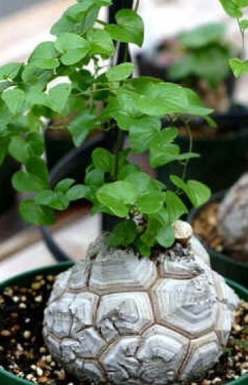 50粒 亀甲竜種子 善 Dioscorea elephantipes