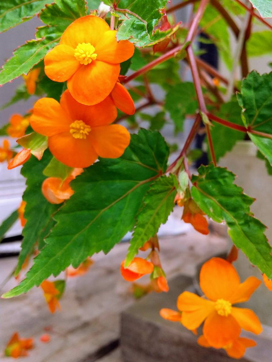 球根ベゴニア サザーランディ 球根3球とムカゴ15個程度 その他 売買されたオークション情報 Yahooの商品情報をアーカイブ公開 オークファン Aucfan Com