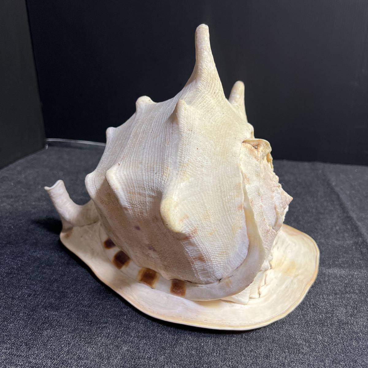 トウカムリ貝 1954g 置物 オブジェ 巻貝 貝殻 トウカムリガイ(科学