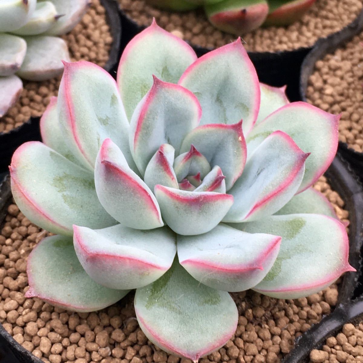 ペルシダ X 花うらら エケベリア 多肉植物 抜き苗 サボテン 売買されたオークション情報 Yahooの商品情報をアーカイブ公開 オークファン Aucfan Com