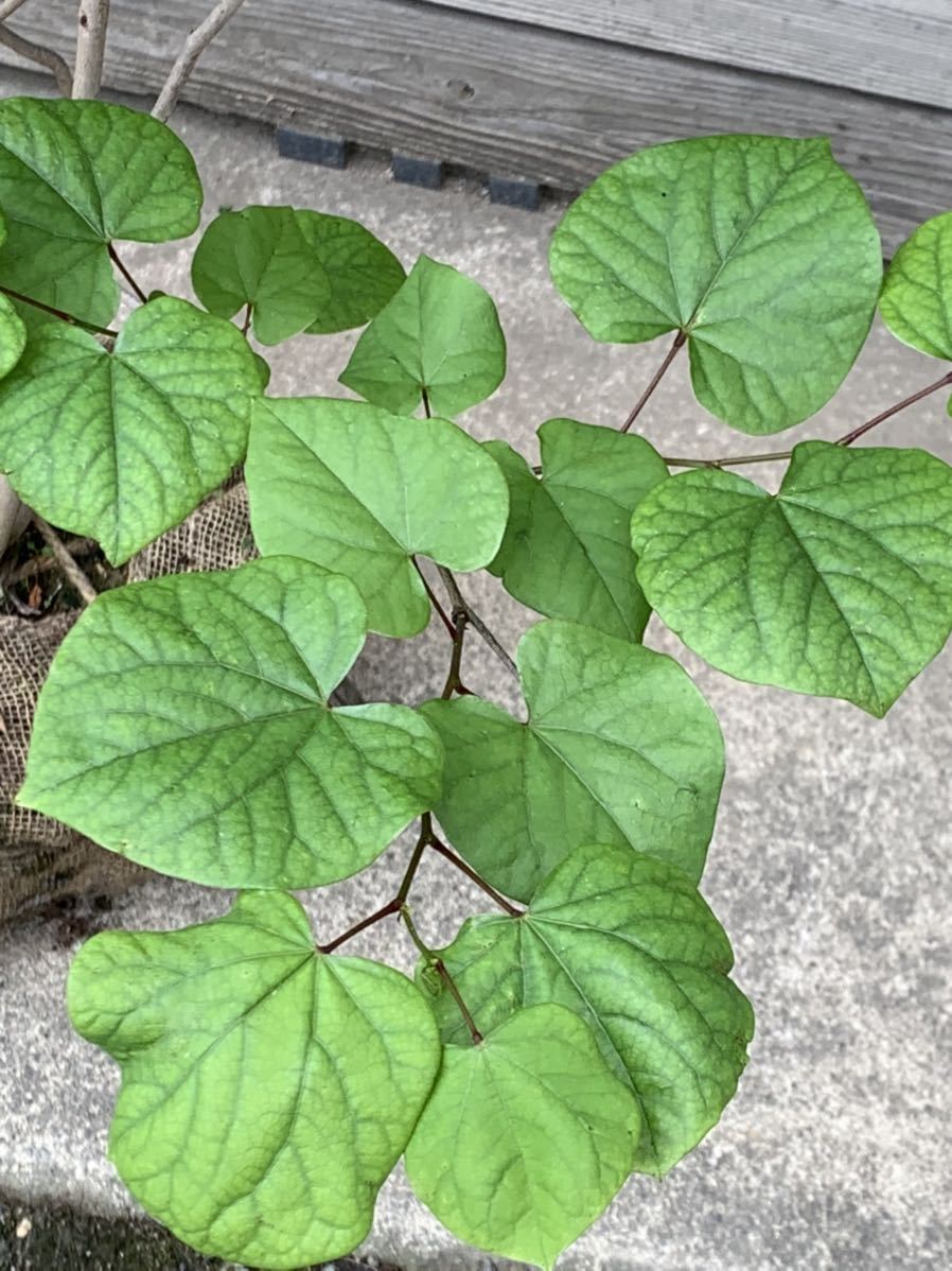 1円 ハナズオウ ハートの葉 花蘇芳 濃い赤紫花 落葉樹 大きなサイズ 暑さ寒さに強い 植木 庭木 売買されたオークション情報 Yahooの商品情報をアーカイブ公開 オークファン Aucfan Com