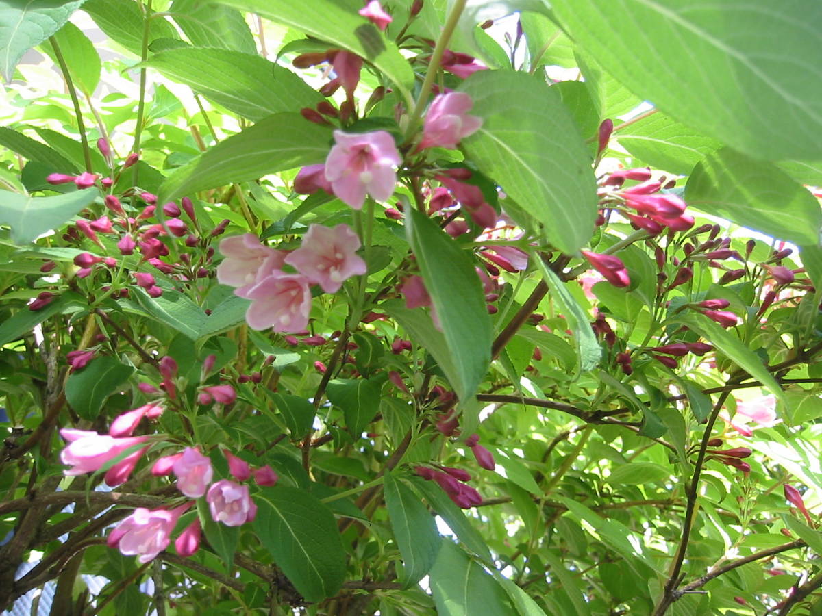 谷空木 タニウツギ苗木u1★ピンク花 高さ20cm 5月に咲く1株_1