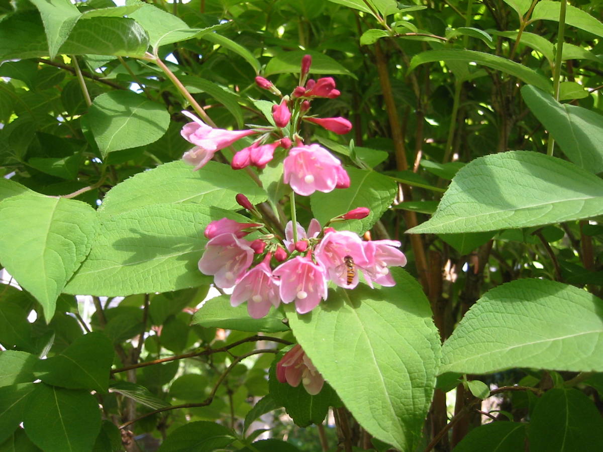 谷空木 タニウツギ苗木u1★ピンク花 高さ20cm 5月に咲く1株_2