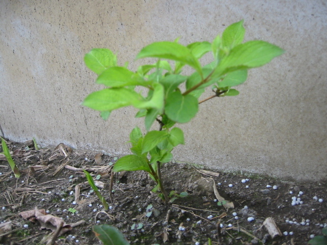谷空木 タニウツギ苗木u1★ピンク花 高さ20cm 5月に咲く1株_3