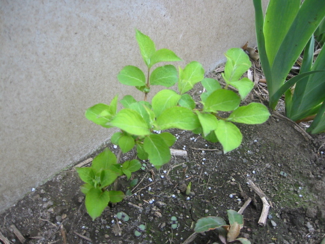 谷空木 タニウツギ苗木u1★ピンク花 高さ20cm 5月に咲く1株_4