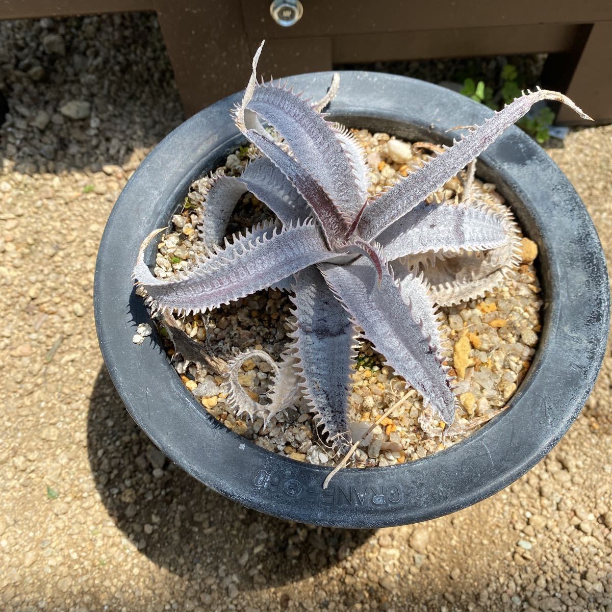 デッキアマルニエルラポストーエステベーススペシャル_1