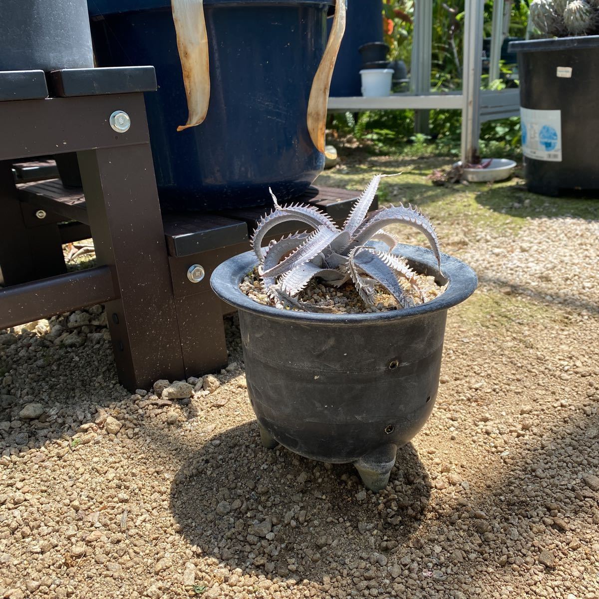 デッキアマルニエルラポストーエステベーススペシャル_2