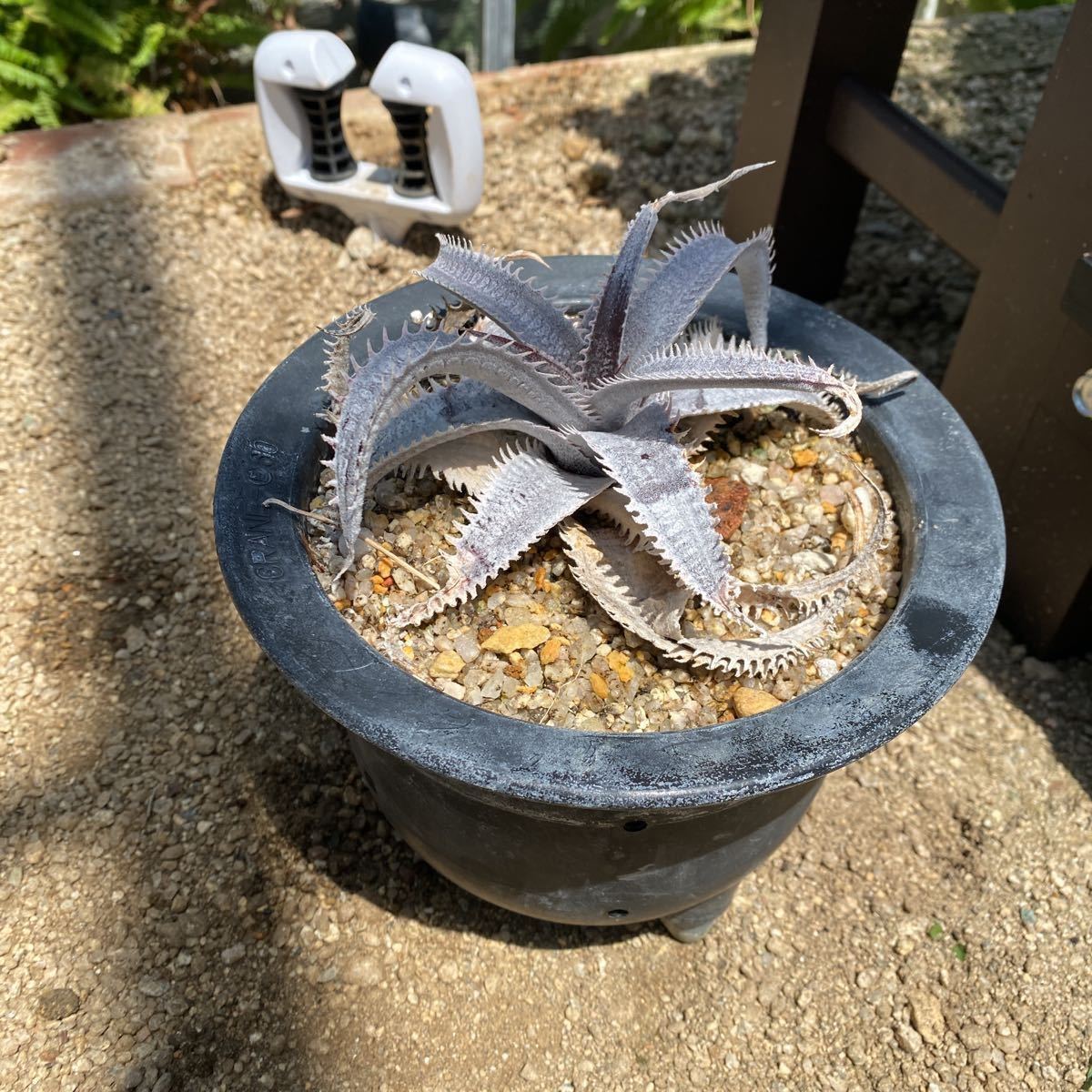 デッキアマルニエルラポストーエステベーススペシャル_3