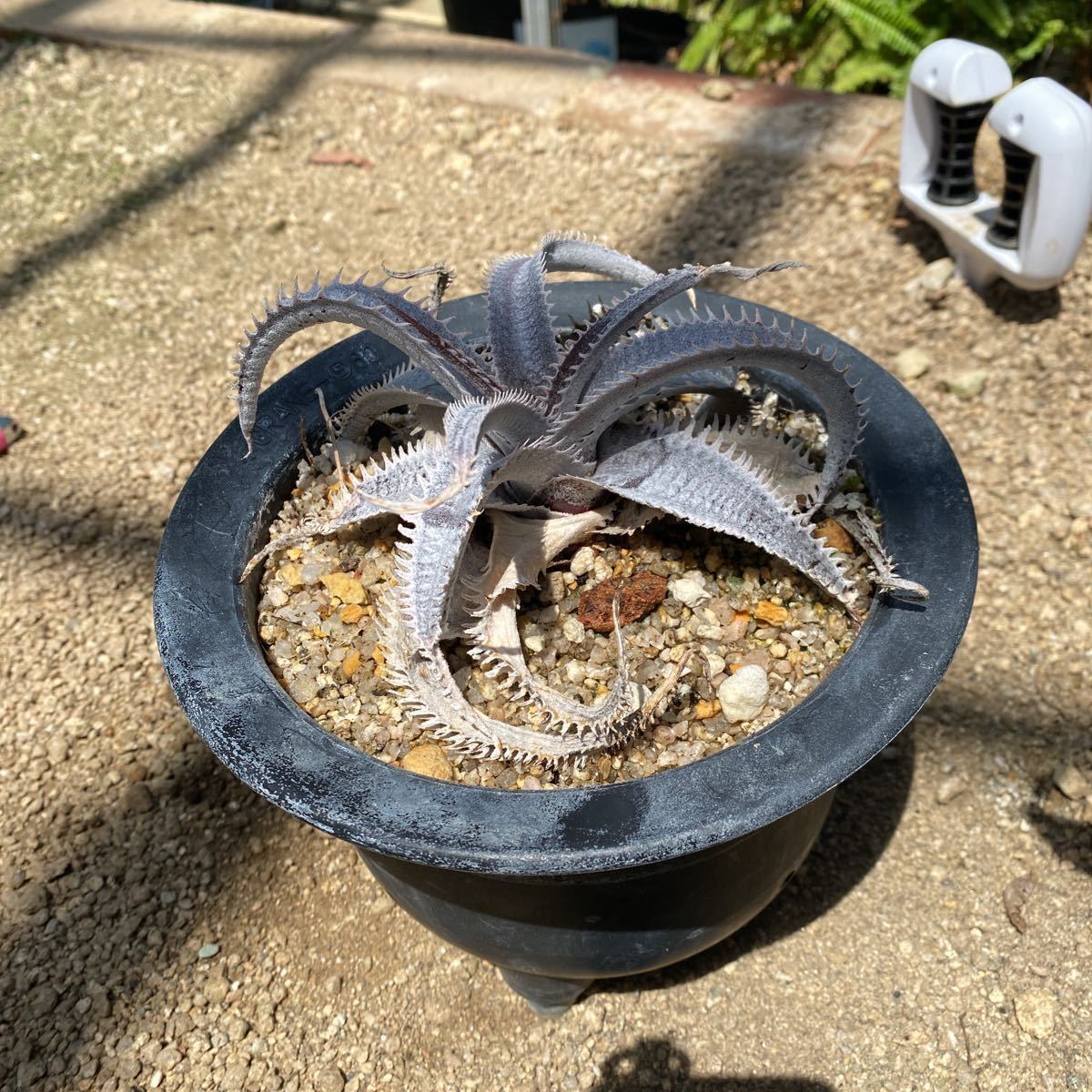 デッキアマルニエルラポストーエステベーススペシャル_4