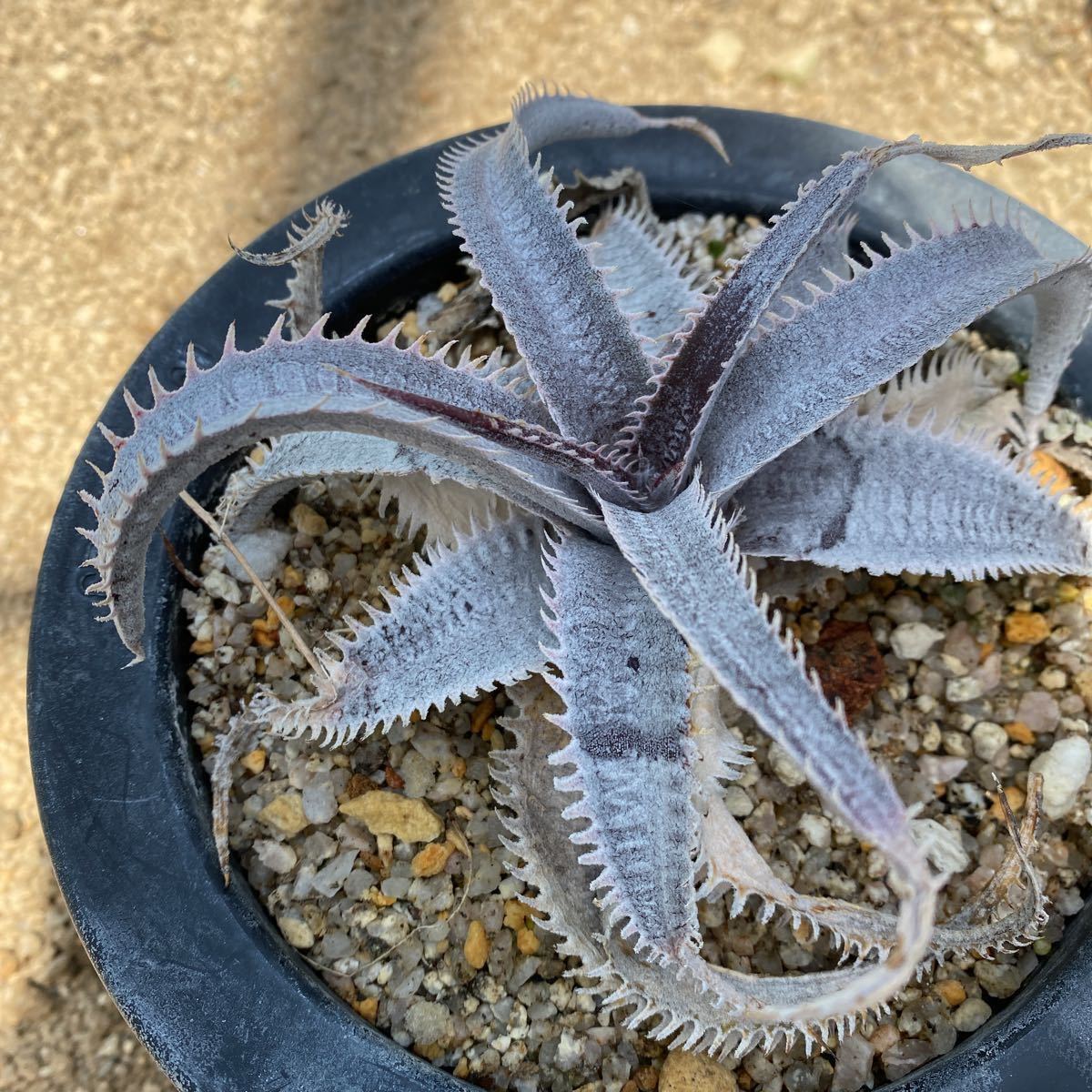 デッキアマルニエルラポストーエステベーススペシャル_5