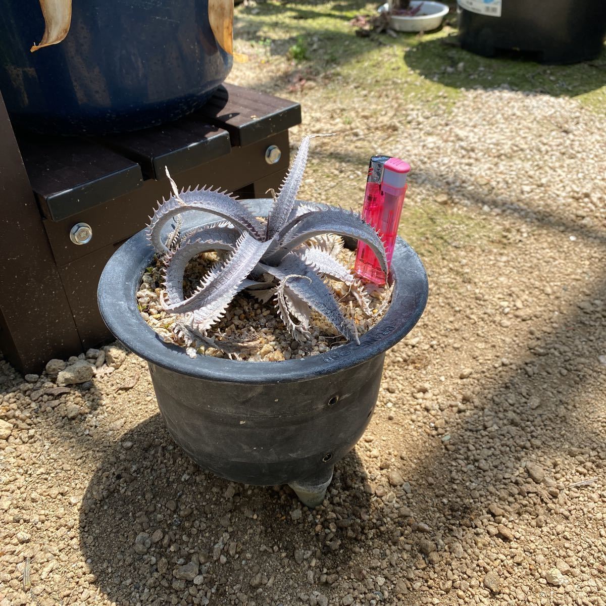 デッキアマルニエルラポストーエステベーススペシャル_6