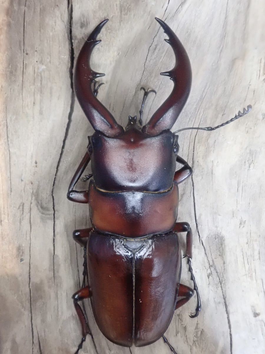 即ブリ (B品)悪石島産 トカラノコギリクワガタ CBF3 ♂64.8mm × ♀ 35.4