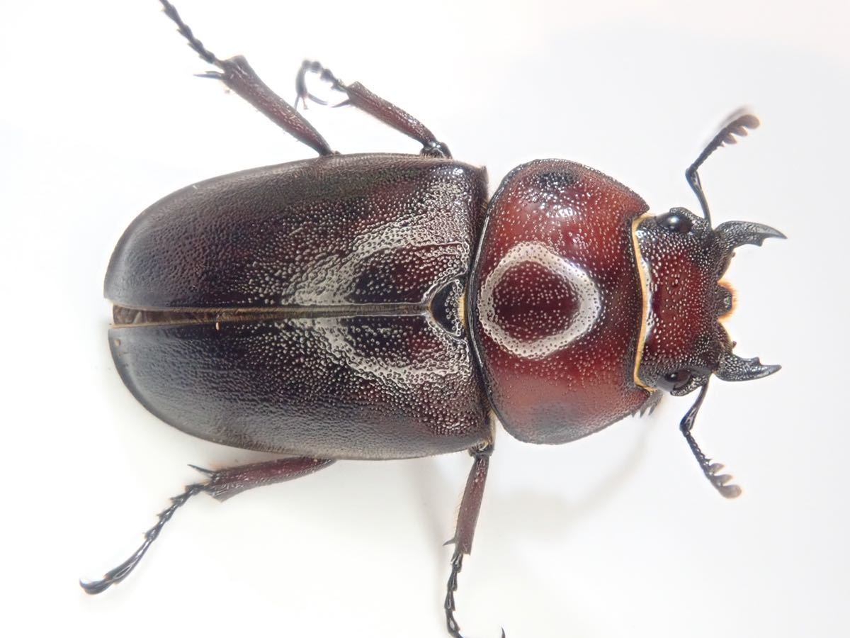 即ブリ (B品)悪石島産 トカラノコギリクワガタ CBF3 ♂64.8mm × ♀ 35.4