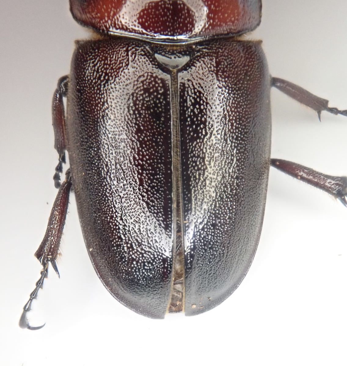 即ブリ (B品)悪石島産 トカラノコギリクワガタ CBF3 ♂64.8mm × ♀ 35.4