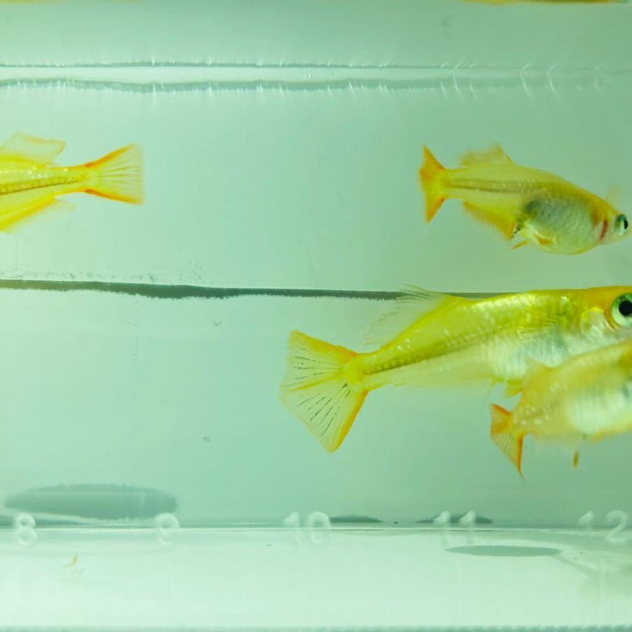 メダカ レモンスカッシュ卵15個＋α めぐみめだか様血統(めだか)｜売買
