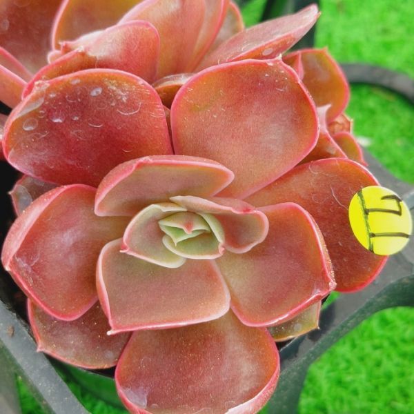 0521 Y271 紅燈 エケベリア 多肉植物 韓国苗 宝花農園 サボテン 売買されたオークション情報 Yahooの商品情報をアーカイブ公開 オークファン Aucfan Com