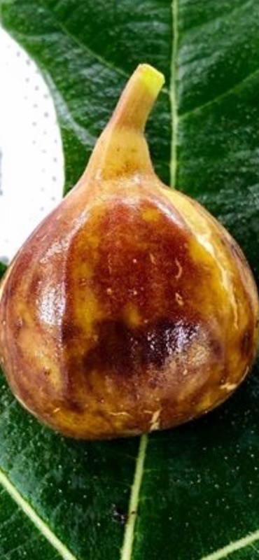 イチジク 苗木 Colasanti Dark