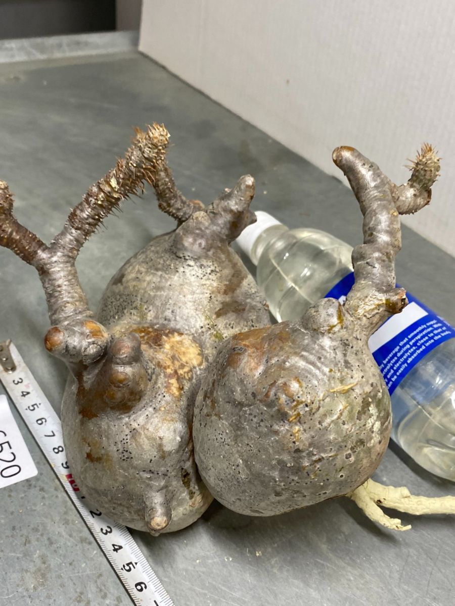 グラキリス - パキポディウム | 多頭 公式通販 多頭S 塊根植物・現地株