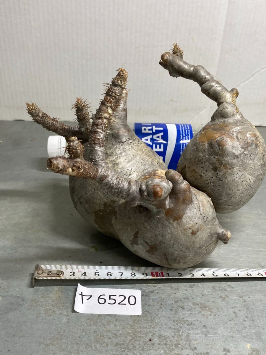 グラキリス - パキポディウム | 多頭 公式通販 多頭S 塊根植物・現地株