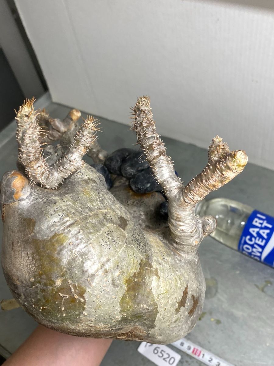 グラキリス - パキポディウム | 多頭 公式通販 多頭S 塊根植物・現地株