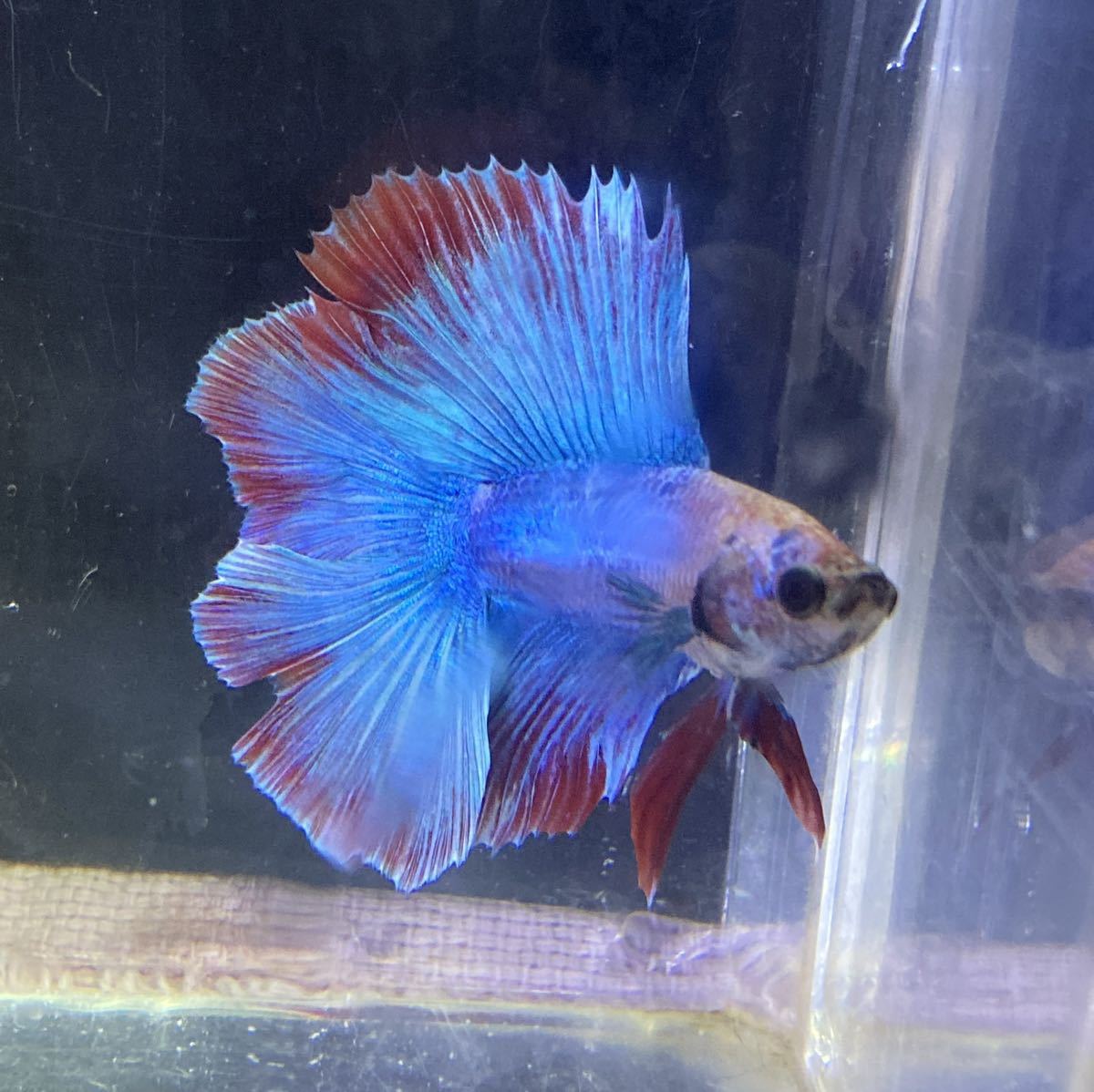 ベタ 熱帯魚 フルムーン ブルー エッジレッド ベタ 売買されたオークション情報 Yahooの商品情報をアーカイブ公開 オークファン Aucfan Com