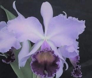 最安値，大人気】 洋蘭カトレア C. Dinard 'Blue Heaven' AM/AOS