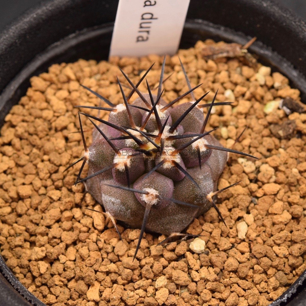 コピアポア デュラ | Copiapoa サボテン 銅鑼丸 dura Copiapoaサボテン