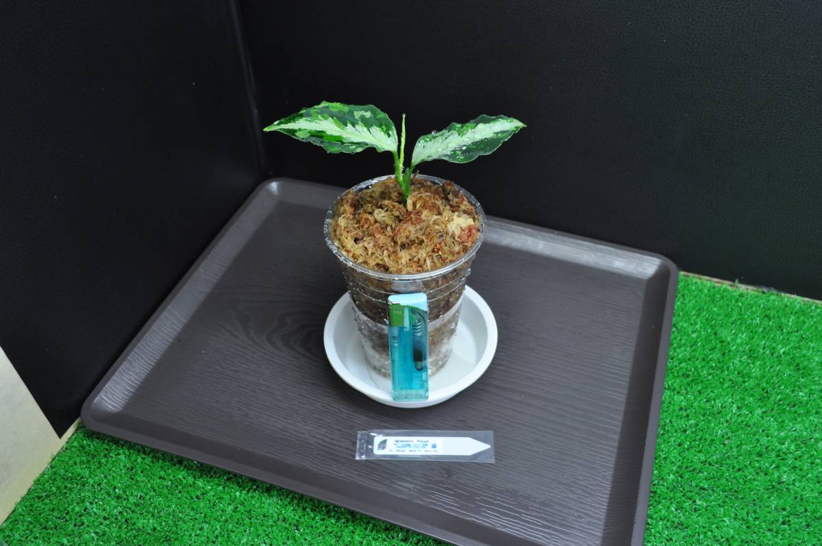 AZ便 0213-5c ラプラス箱