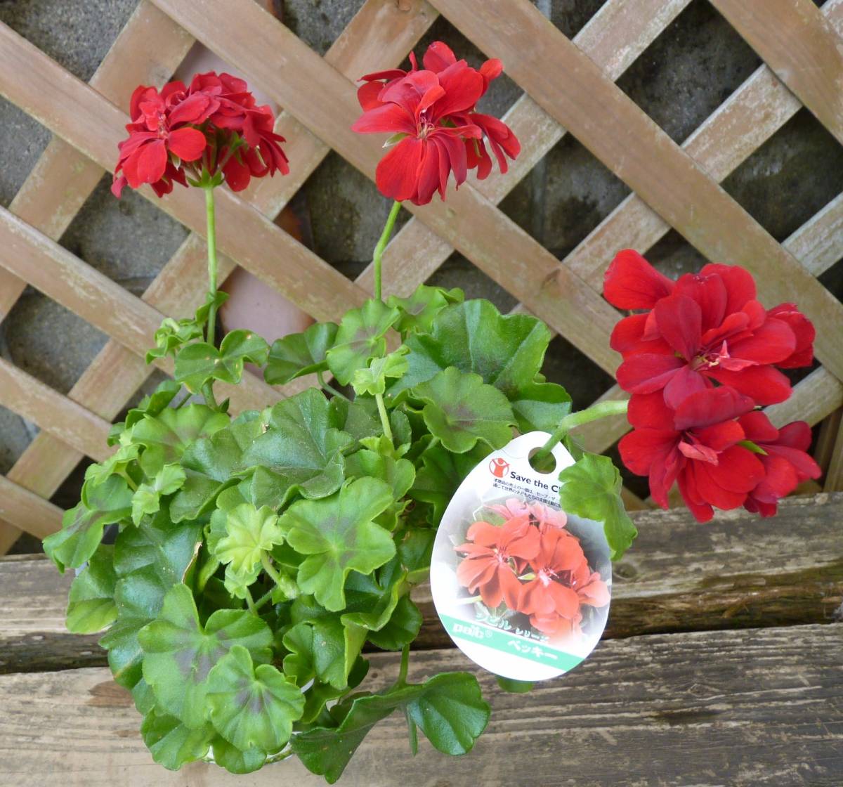 アイビーゼラニウム シビルシリーズ ベッキー 花をいっぱいに付ける豪華な草姿 4号 現品 新入荷 同梱可能 99 花 売買されたオークション情報 Yahooの商品情報をアーカイブ公開 オークファン Aucfan Com