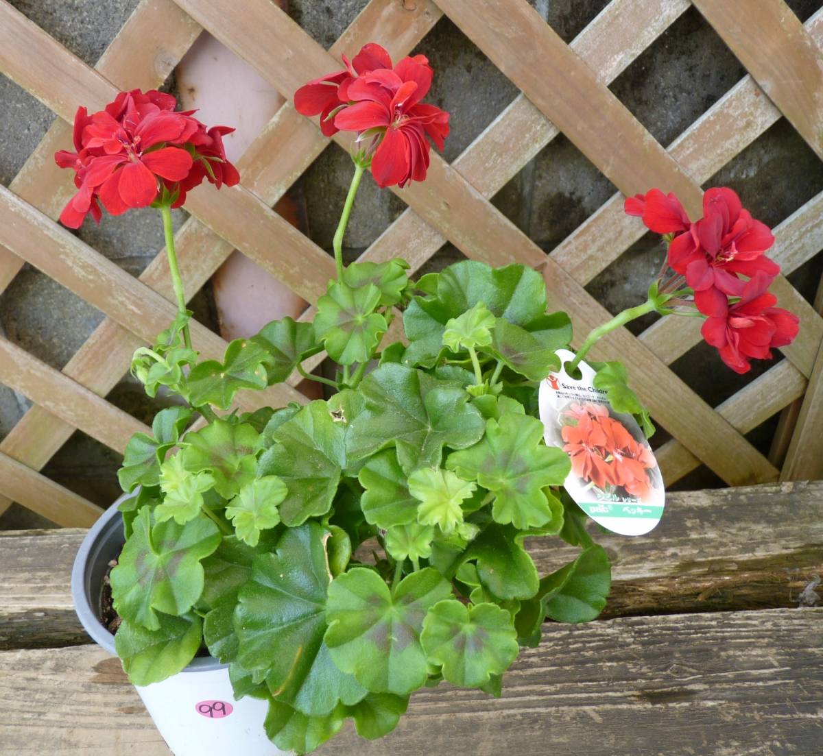アイビーゼラニウム シビルシリーズ ベッキー 花をいっぱいに付ける豪華な草姿 4号 現品 新入荷 同梱可能 99 花 売買されたオークション情報 Yahooの商品情報をアーカイブ公開 オークファン Aucfan Com