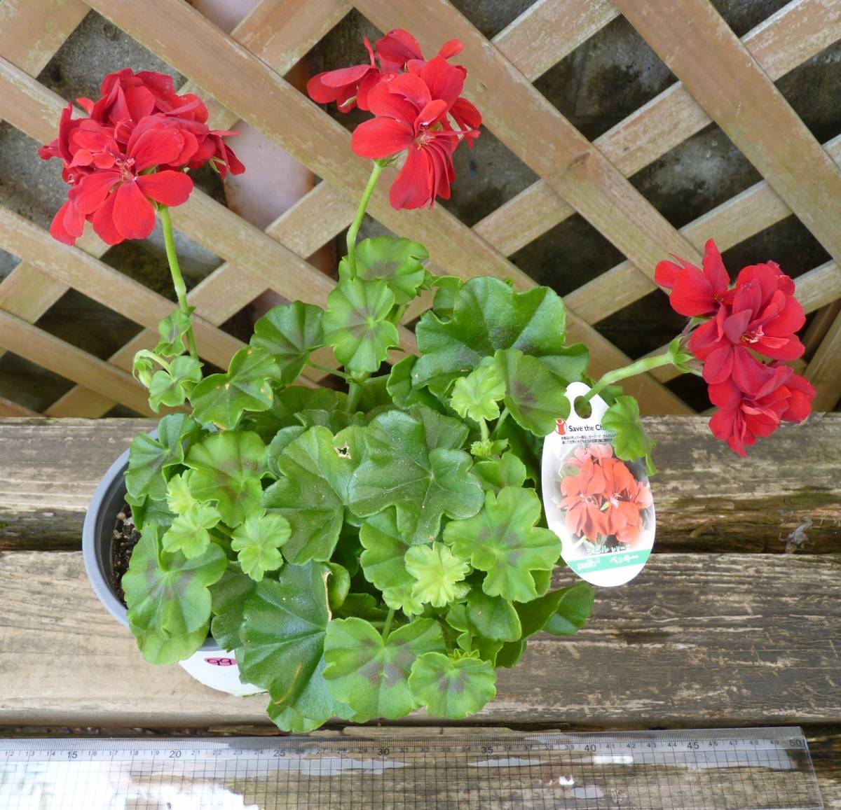 アイビーゼラニウム シビルシリーズ ベッキー 花をいっぱいに付ける豪華な草姿 4号 現品 新入荷 同梱可能 99 花 売買されたオークション情報 Yahooの商品情報をアーカイブ公開 オークファン Aucfan Com