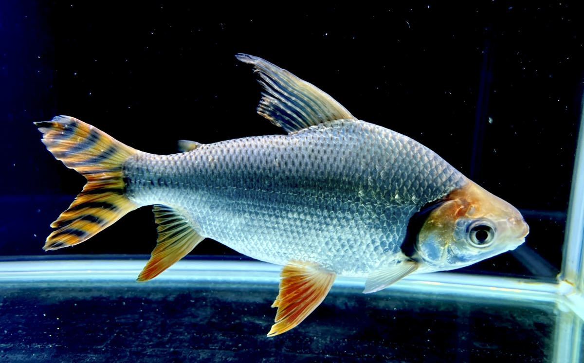 1608 カラープロキロダス 32cm位(淡水魚)｜売買されたオークション情報  