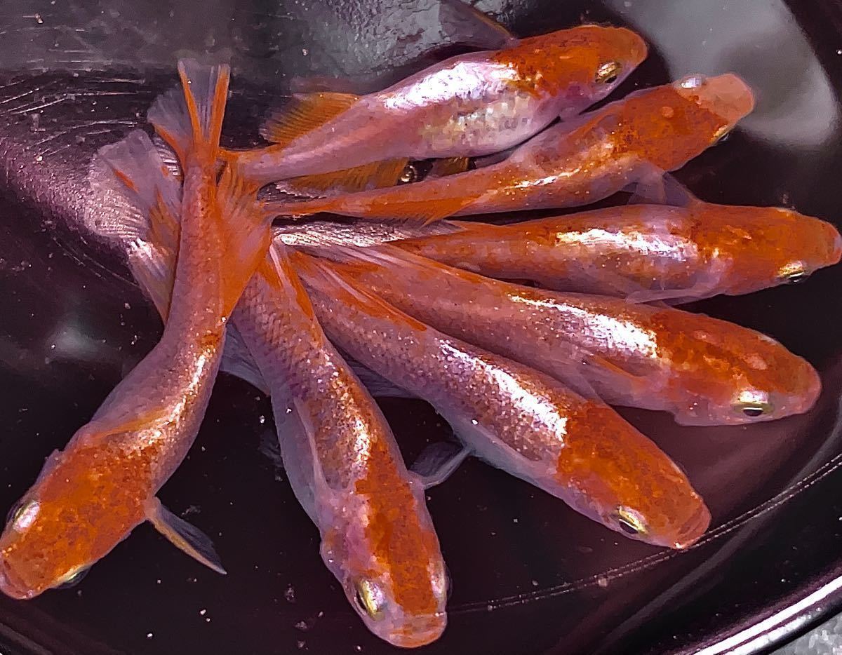 極上 プラチナ牡丹 銀メタ牡丹 有精卵30 A 屋外飼育 めだかの卵 銀帯 紅白 篤姫 銀メタパウダー 富士牡丹 メダカ めだか 売買されたオークション情報 Yahooの商品情報をアーカイブ公開 オークファン Aucfan Com