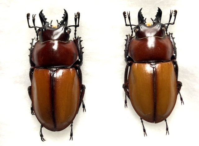 チャイロマルバネクワガタ (規制前採集品) 昆虫標本 no.10 チャイロ
