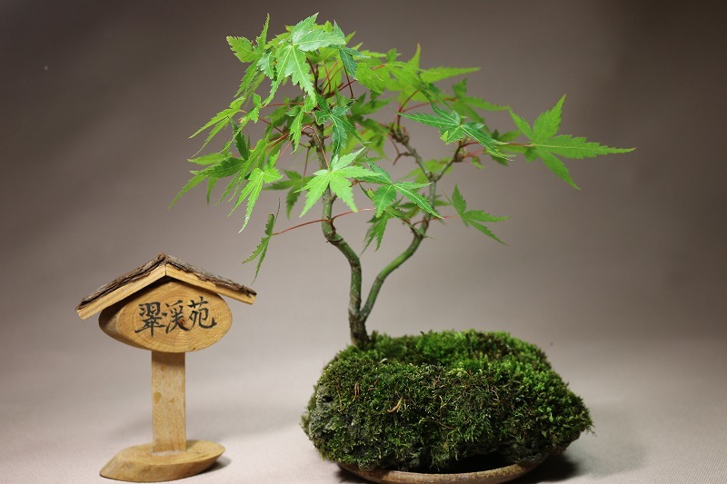 翠渓苑》の【癒しの一鉢】 ◇モミジ軽石鉢植え ：ミニ盆栽/小品盆栽/中