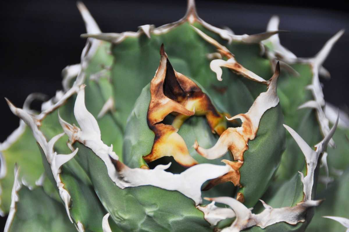 アガベ 清櫻 Lize血統　清桜 Agave titanota 清桜 清桜は、ウィリングプラントが4〜5年ほど前に台湾