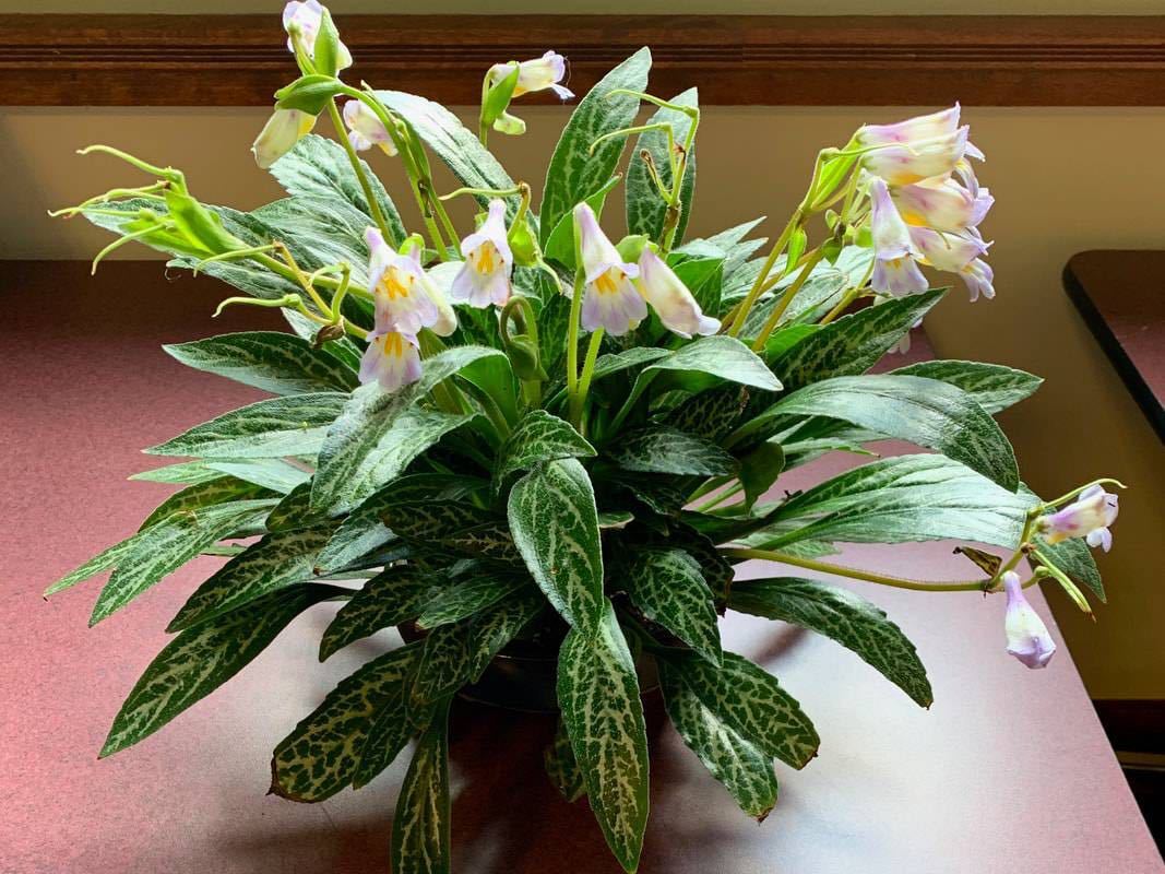 値下げ ifsixwasnine WILD HORSE カシミアベスト