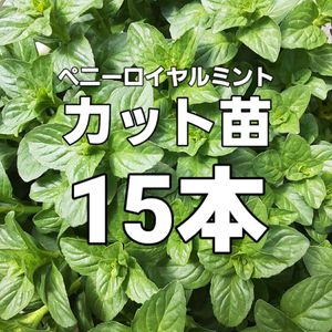 ペニーロイヤルミントの値段と価格推移は 9件の売買情報を集計したペニーロイヤルミントの価格や価値の推移データを公開