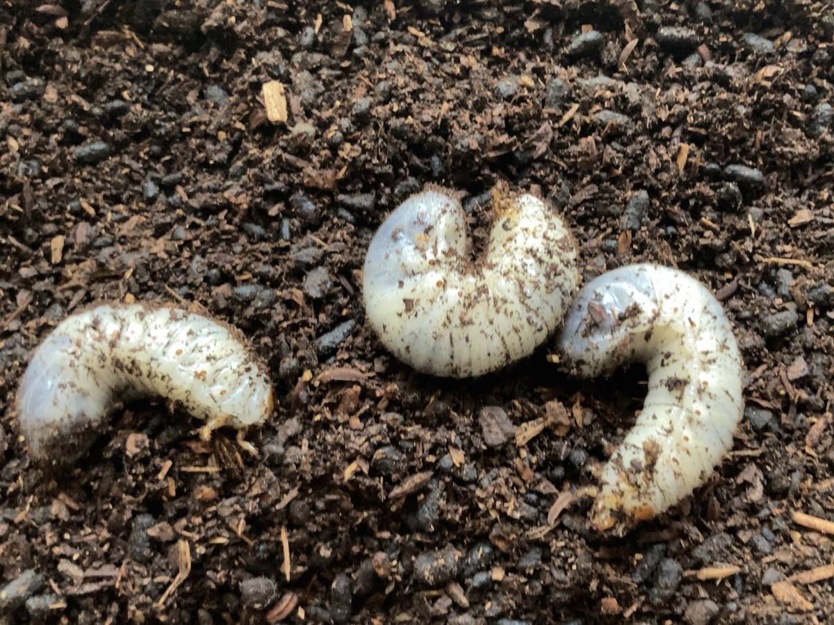 岡山産 オオチャイロハナムグリ 幼虫匹 3匹 虫類 売買されたオークション情報 Yahooの商品情報をアーカイブ公開 オークファン Aucfan Com